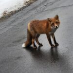 北海道の冬のドローン